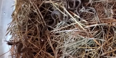 San Bernardino snake